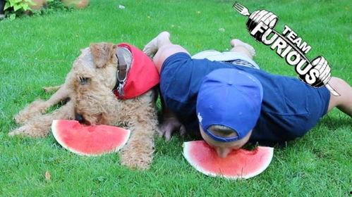 动物之战吃瓜,战吃瓜背后的生存法则揭秘