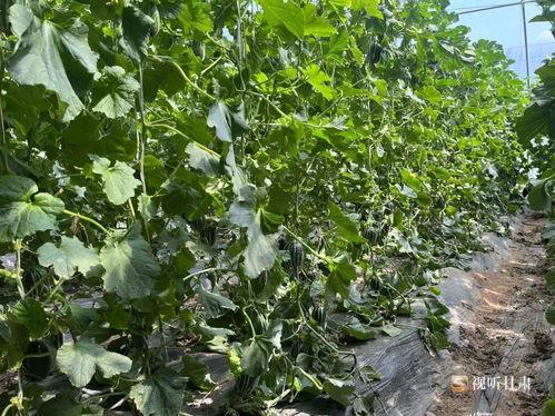 镇平吃瓜,探寻当地特色美食之旅