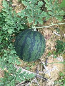 景区吃瓜放大屏幕,夏日狂欢新体验