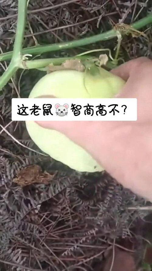 老鼠不吃土豆吃瓜种,揭秘老鼠的饮食偏好转变