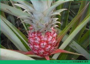 孕妇吃菠萝瓜吗,孕妇适量食用菠萝瓜的益处与注意事项