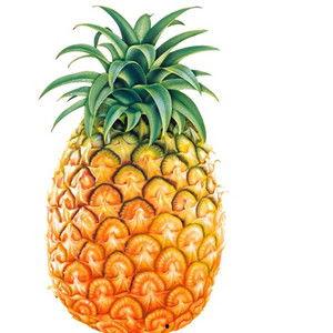 孕妇吃菠萝瓜吗,孕妇适量食用菠萝瓜的益处与注意事项