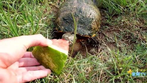 户外吃瓜配音,夏日炎炎话清凉