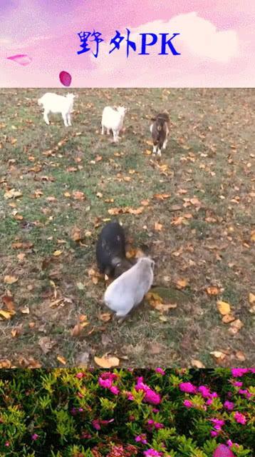 户外吃瓜配音,夏日炎炎话清凉