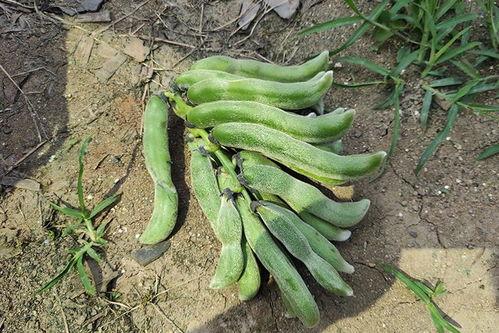 南晓庄吃瓜,揭秘当地特色美食背后的故事