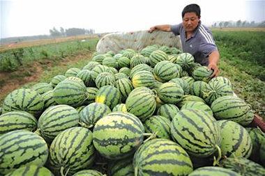 有瓜吃的新闻,揭秘“有瓜吃”背后的新闻故事