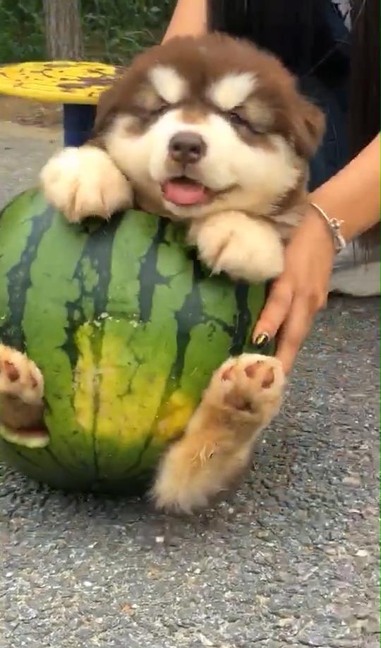 跟狗吃瓜,揭秘狗狗的八卦世界