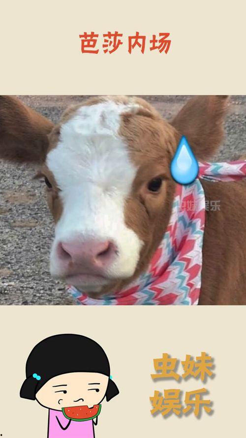 抖音吃瓜台词,揭秘网络热梗背后的故事