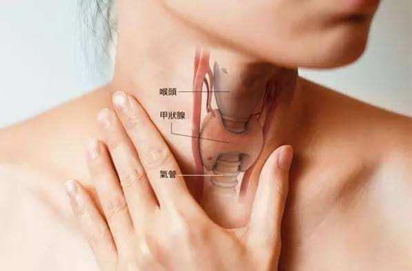 甲亢可以吃白瓜,天然食疗的养生之道