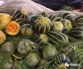 吃瓜安丘,探寻这座古城的瓜果传奇