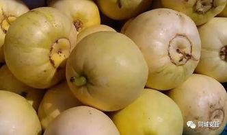 吃瓜安丘,探寻这座古城的瓜果传奇