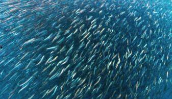 吃瓜鱼群,网络社交新现象背后的故事