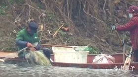 稻田吃瓜图片,田园风光中的夏日美味