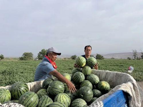 稻田吃瓜图片,田园风光中的夏日美味