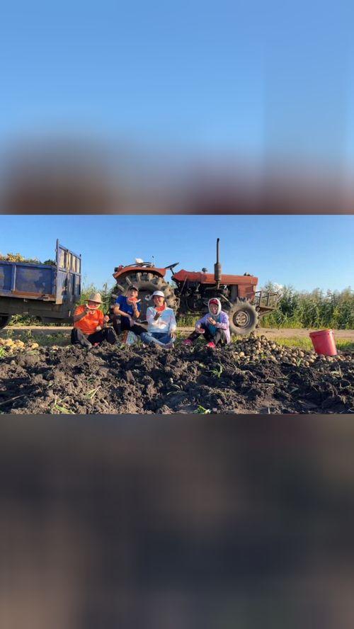 稻田吃瓜图片,田园风光中的夏日美味
