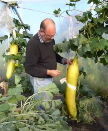 抽象吃瓜视频,网络热梗背后的文化现象