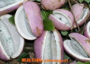 城市人吃八月瓜好吗,健康美味两不误