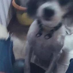 无聊的吃瓜先生,揭秘娱乐圈幕后故事