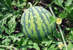 辣瓜怎么吃,解锁美味新境界