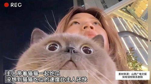 猫咪怎么吃瓜的