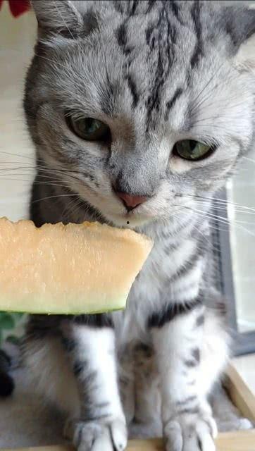 猫咪怎么吃瓜的