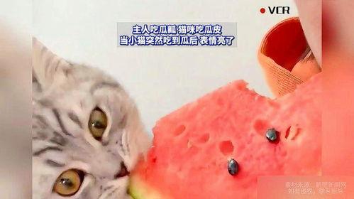 猫咪怎么吃瓜的
