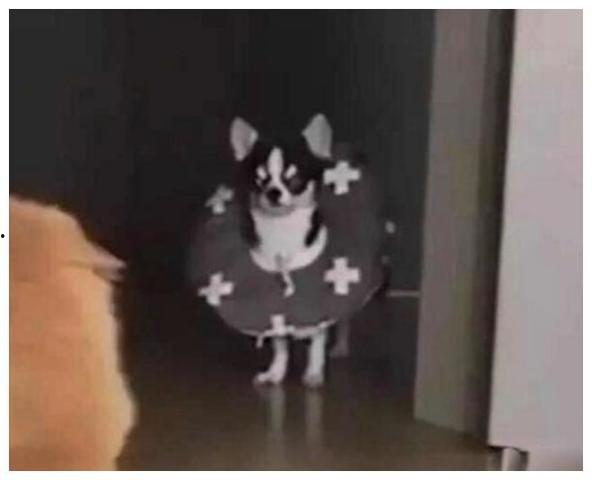 猫咪围观吵架吃瓜,化身吃瓜群众