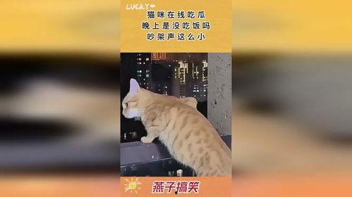 猫咪围观吵架吃瓜,化身吃瓜群众