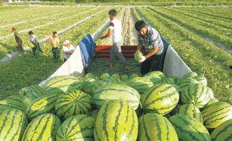 横市吃瓜大赛,吃瓜大赛一触即发，全民狂欢盛宴