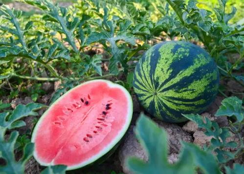 吃瓜张京坤,揭秘娱乐圈背后的故事