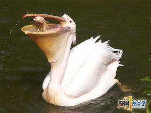 带你吃瓜的奇葩鸟类