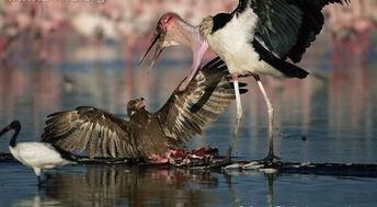 带你吃瓜的奇葩鸟类