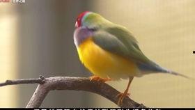 带你吃瓜的奇葩鸟类