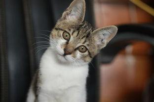 美女喂猫猫吃瓜视频,美女与萌猫共度悠闲时光