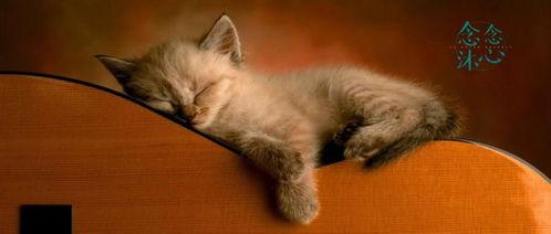 美女喂猫猫吃瓜视频,美女与萌猫共度悠闲时光