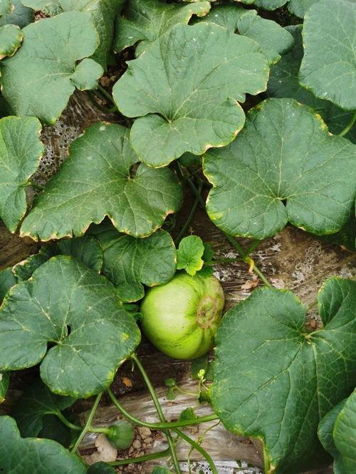 安静吃瓜的呆瓜,呆瓜的悠闲生活