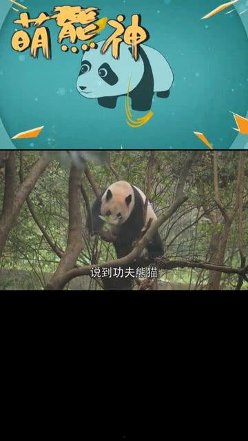 吃瓜界小天才,揭秘娱乐圈幕后真相