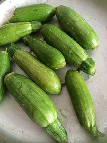 迷你小铲子吃瓜,瓜田里的欢乐食客