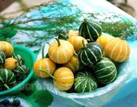 迷你小铲子吃瓜,瓜田里的欢乐食客