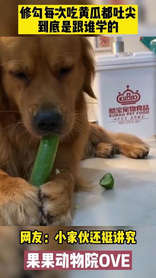 小狗吃瓜然后吐,小狗吃瓜吐出奇趣瞬间