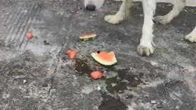 小狗吃瓜然后吐,小狗吃瓜吐出奇趣瞬间