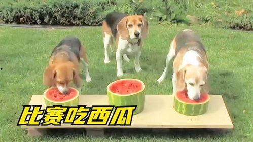 小狗吃瓜然后吐,小狗吃瓜吐出奇趣瞬间