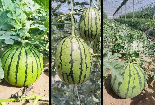 校园吃瓜甜文,甜蜜的青春秘密大揭秘