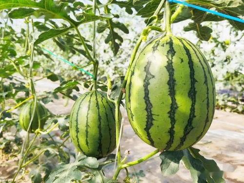 校园吃瓜甜文,甜蜜的青春秘密大揭秘