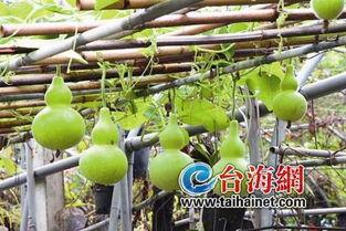 葫芦瓜吃坏肚子