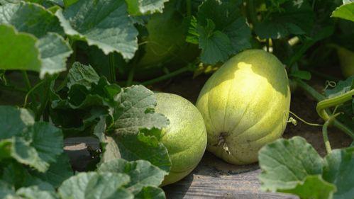 初夏吃瓜的味道,尽享清新滋味