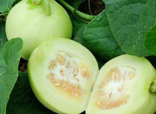 吃小米瓜可以减肥吗,天然低脂美食助你轻松瘦身