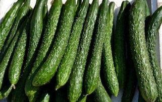 吃小米瓜可以减肥吗,天然低脂美食助你轻松瘦身