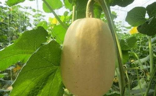 金丝角瓜怎样吃,探索美味与营养的完美融合