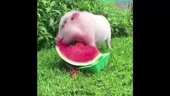 猪吃小瓜,猪儿欢享小瓜美味时光